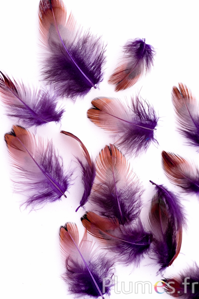 Faisan de Colchide - 3-5 cm - violet